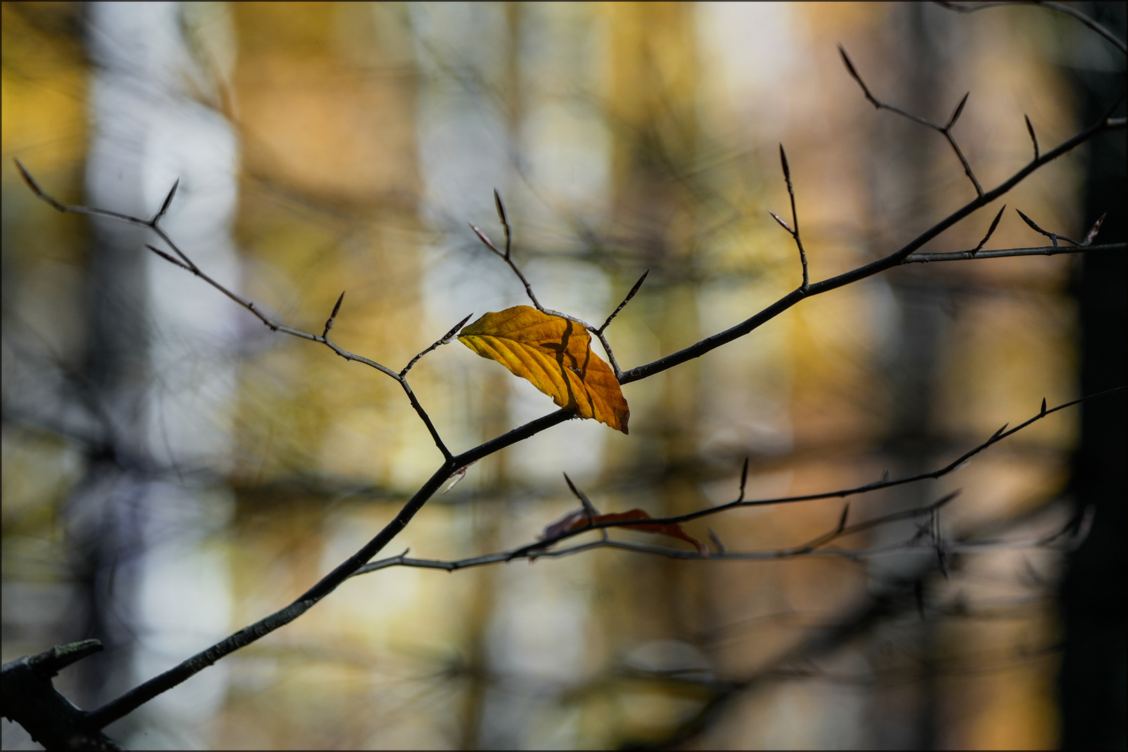 Herbstlicht im Buchenwald