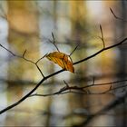 Herbstlicht im Buchenwald