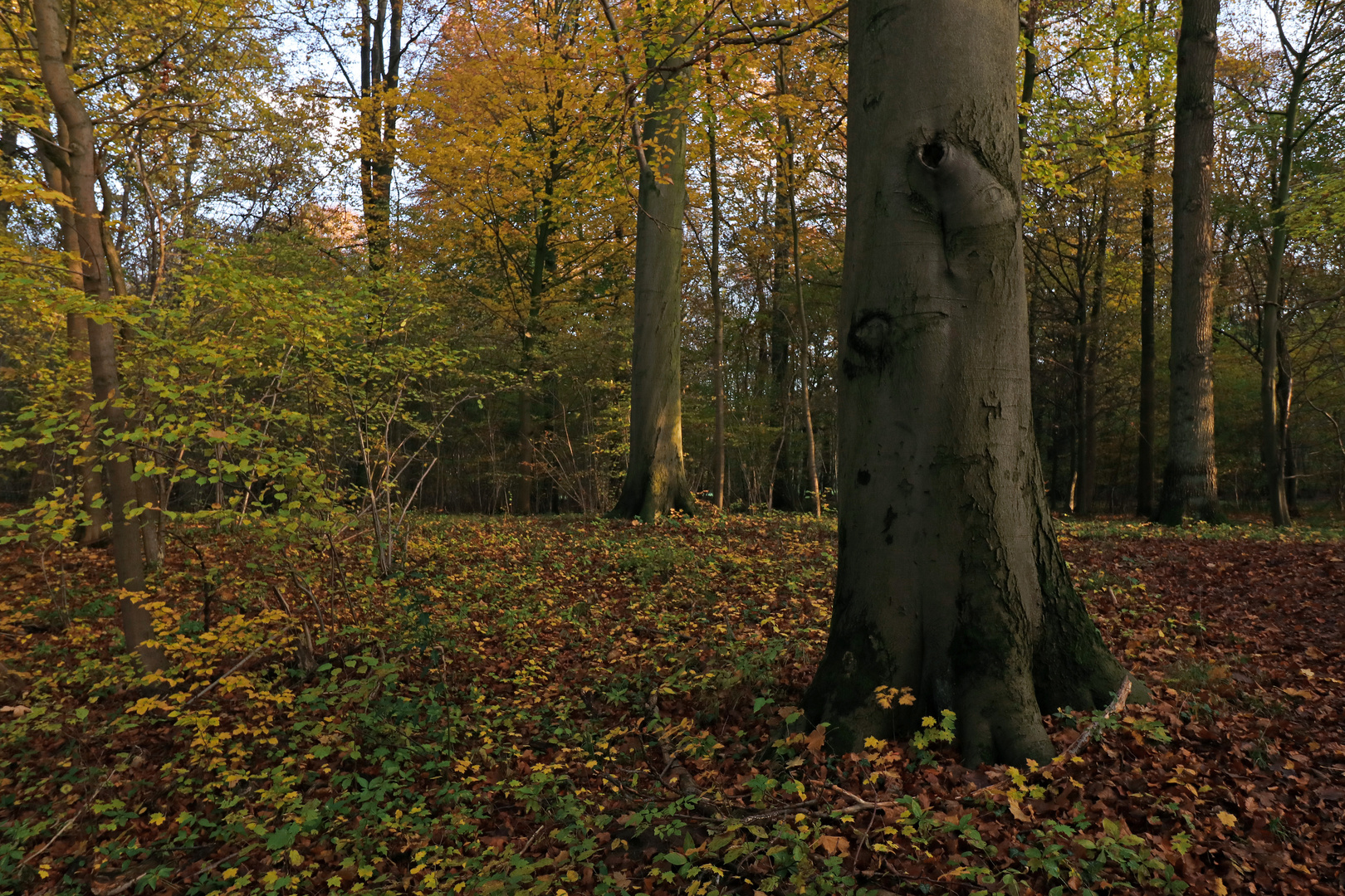 Herbstlicht im Buchenwald