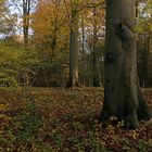 Herbstlicht im Buchenwald