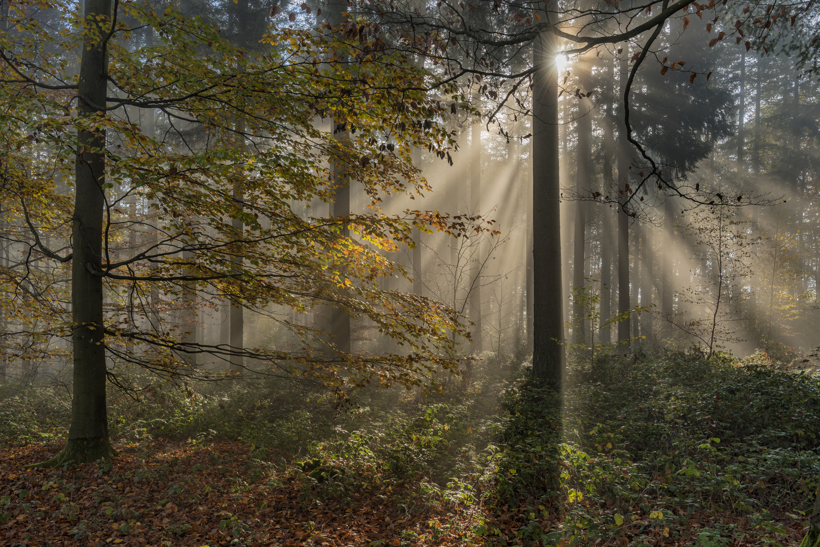 *Herbstlicht im Eifelwald*