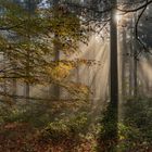 *Herbstlicht im Eifelwald*