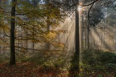 *Herbstlicht im Eifelwald*