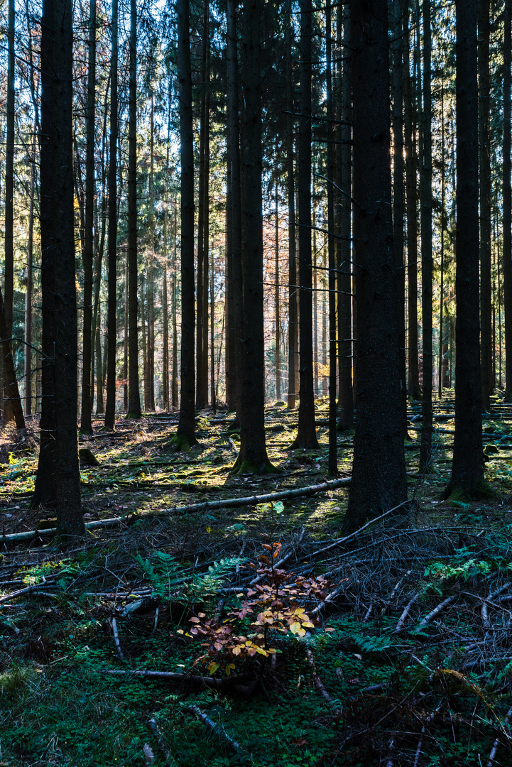 Herbstlicht im Fichtenwald  (2)