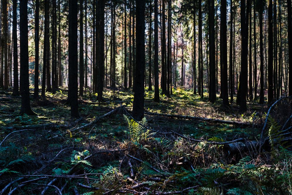 Herbstlicht im Fichtenwald