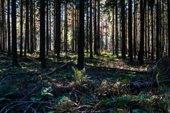 Herbstlicht im Fichtenwald