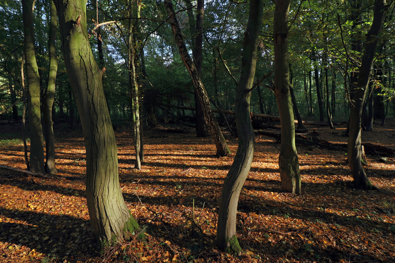 Herbstlicht im Gehölz