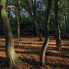 Herbstlicht im Gehölz