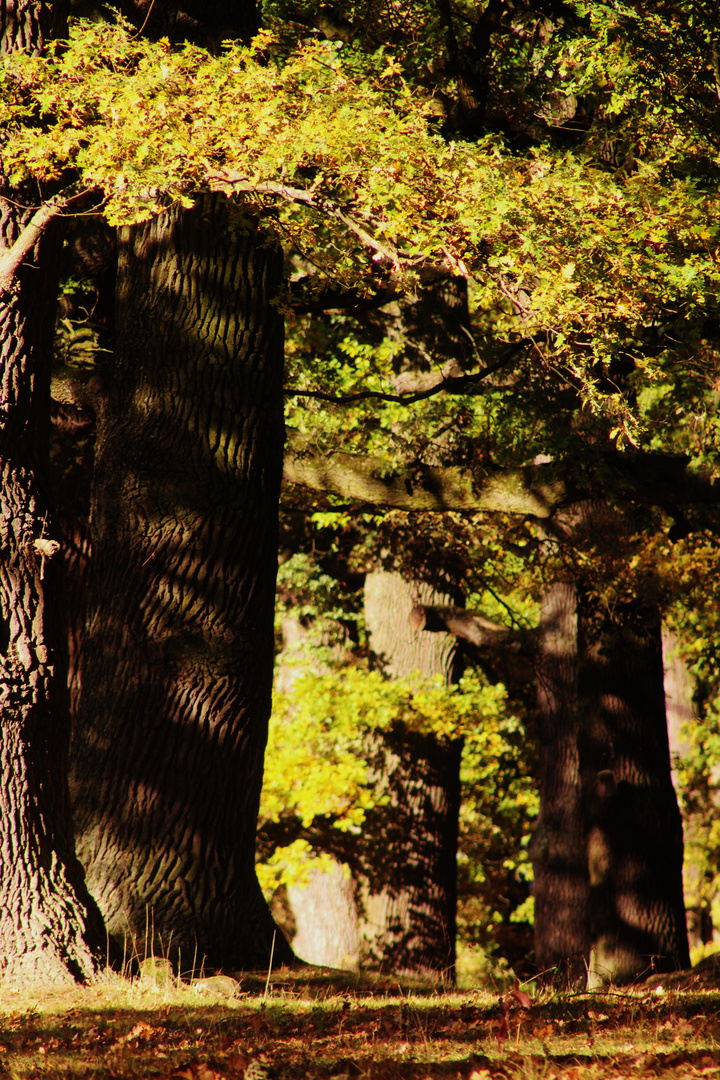 Herbstlich(t) im Hain bei den alt ehrwürdigen  Baumriesen