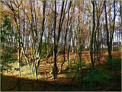 Herbstlicht im Herbstwald