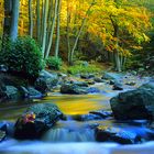 Herbstlicht im Hohen Venn