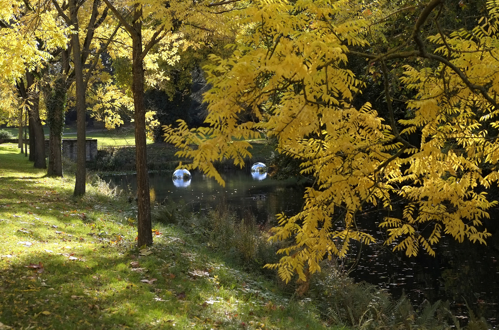 Herbstlicht im Park - die Sophorenallee