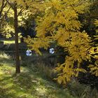 Herbstlicht im Park - die Sophorenallee