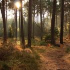 Herbstlicht im Pfälzerwald, es hat bis 14 Uhr gedauert bis sich der Nebel aufgelöst hatte...