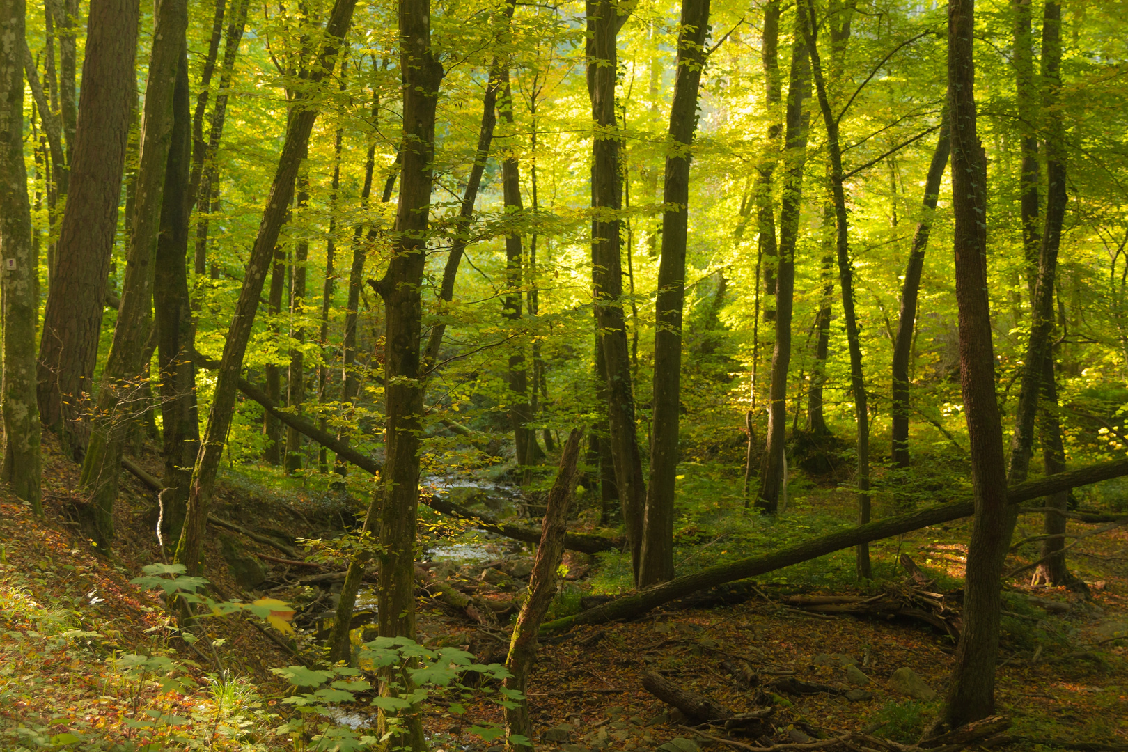 Herbstlicht im Soonwald