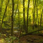 Herbstlicht im Soonwald