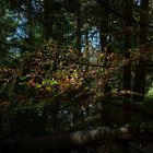 Herbstlicht im Unterholz