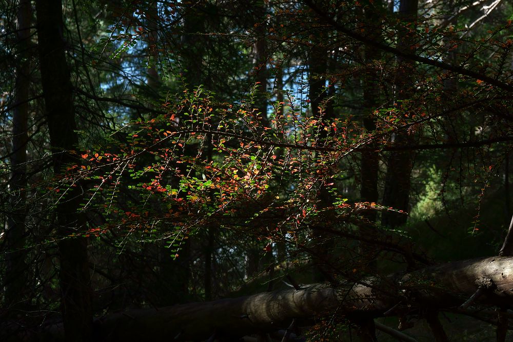 Herbstlicht im Unterholz