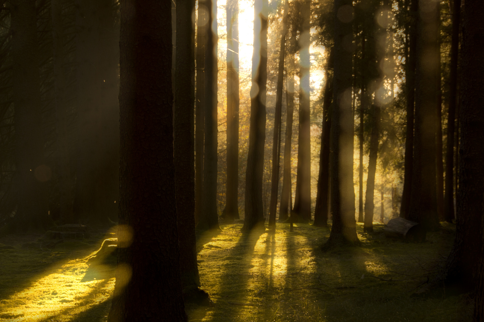 Herbstlicht im Wald