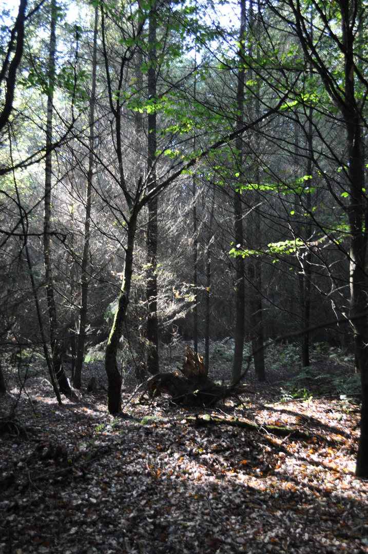 Herbstlicht im Wald 1