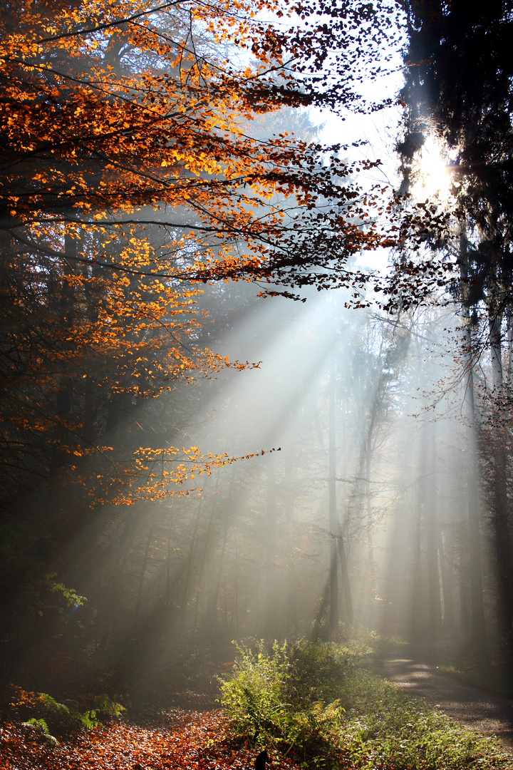 Herbstlicht im Wald