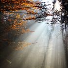 Herbstlicht im Wald
