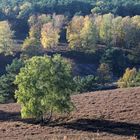 Herbstlicht in der Fischbeker Heide...