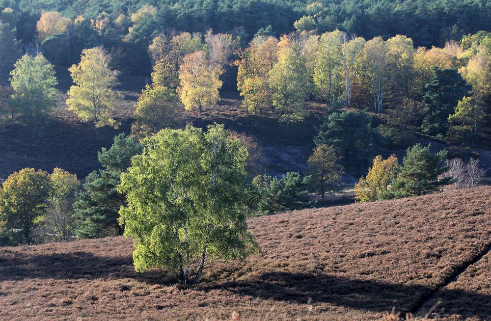 Herbstlicht in der Fischbeker Heide...