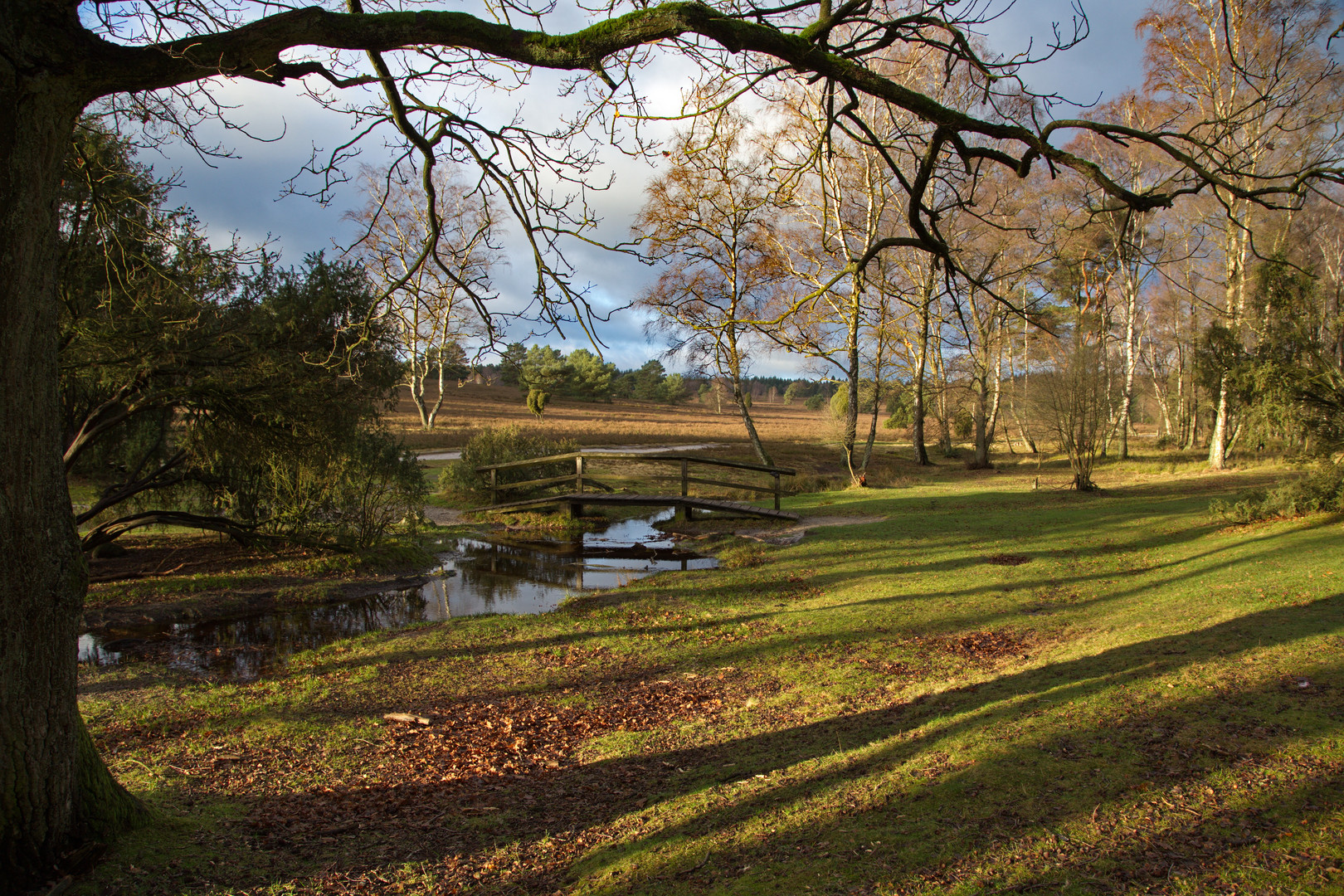 Herbstlicht in der Nordheide