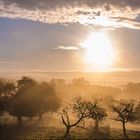 Herbstlicht in der Pfalz