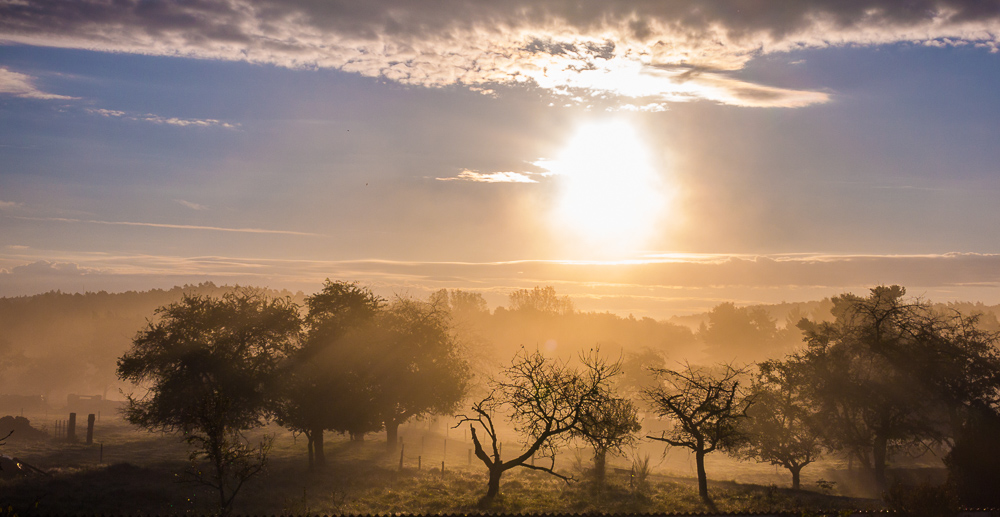 Herbstlicht in der Pfalz