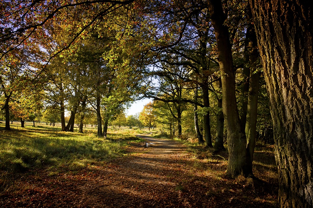 Herbstlicht in der Wahner Heide