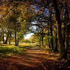 Herbstlicht in der Wahner Heide