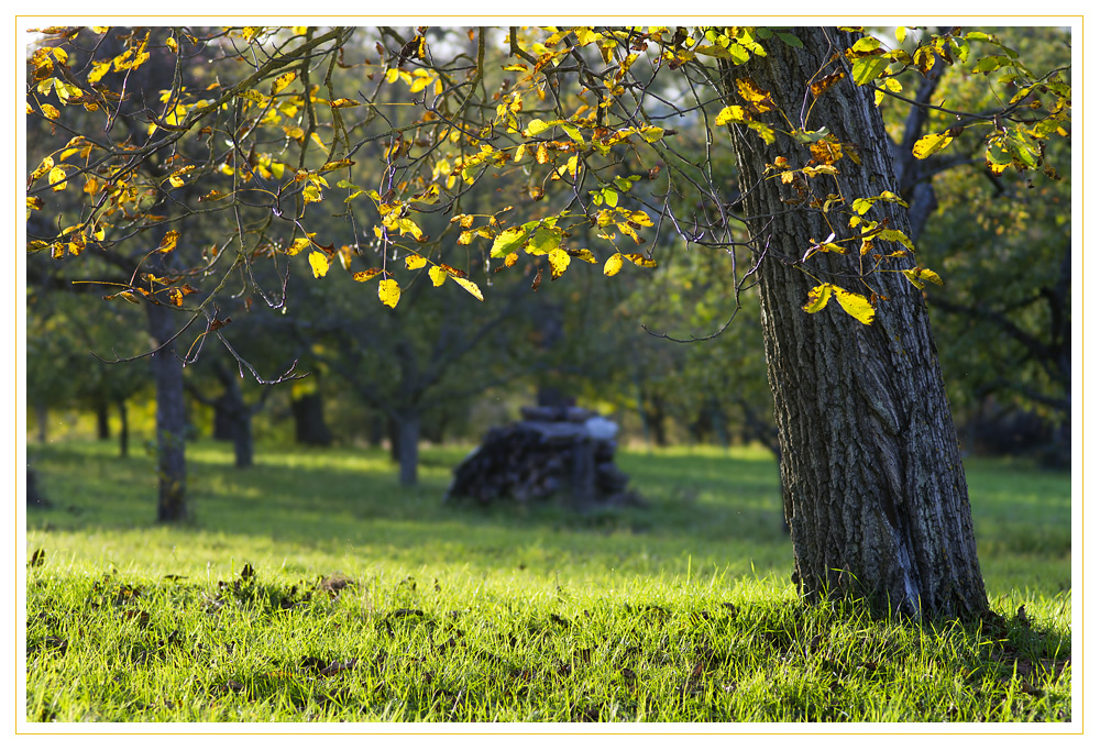 Herbstlicht in einer Streuobstwiese