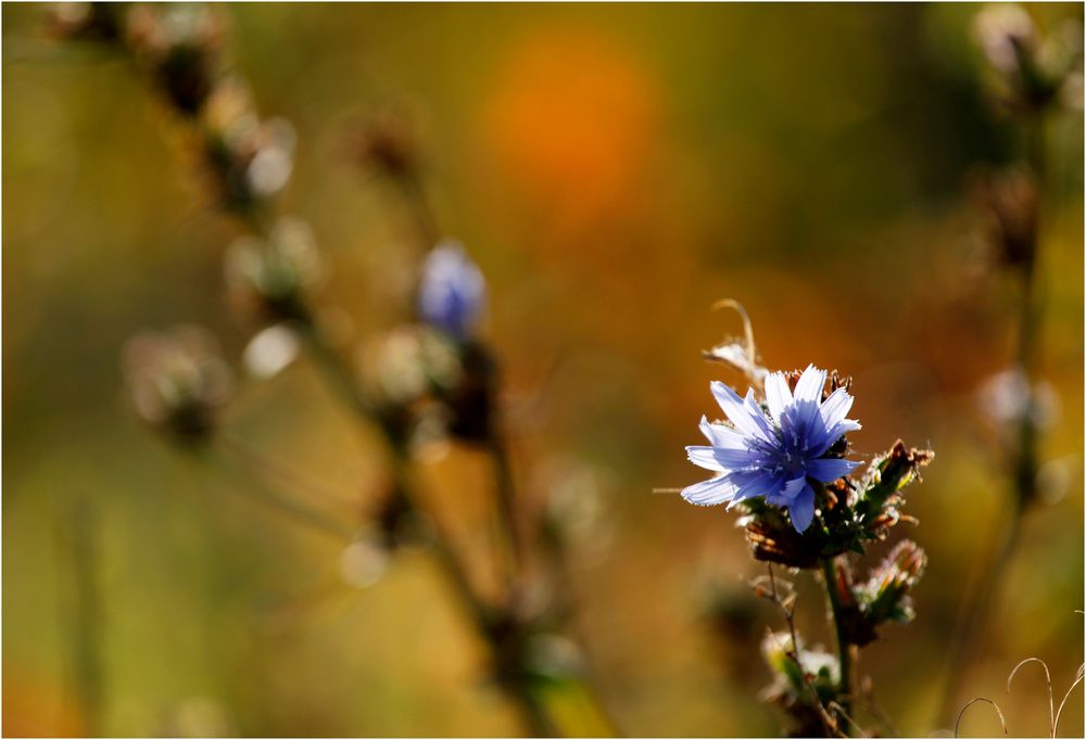 Herbstlicht IV