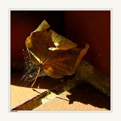 Herbstlicht IV