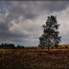 Herbstlicht - Lumière automnale