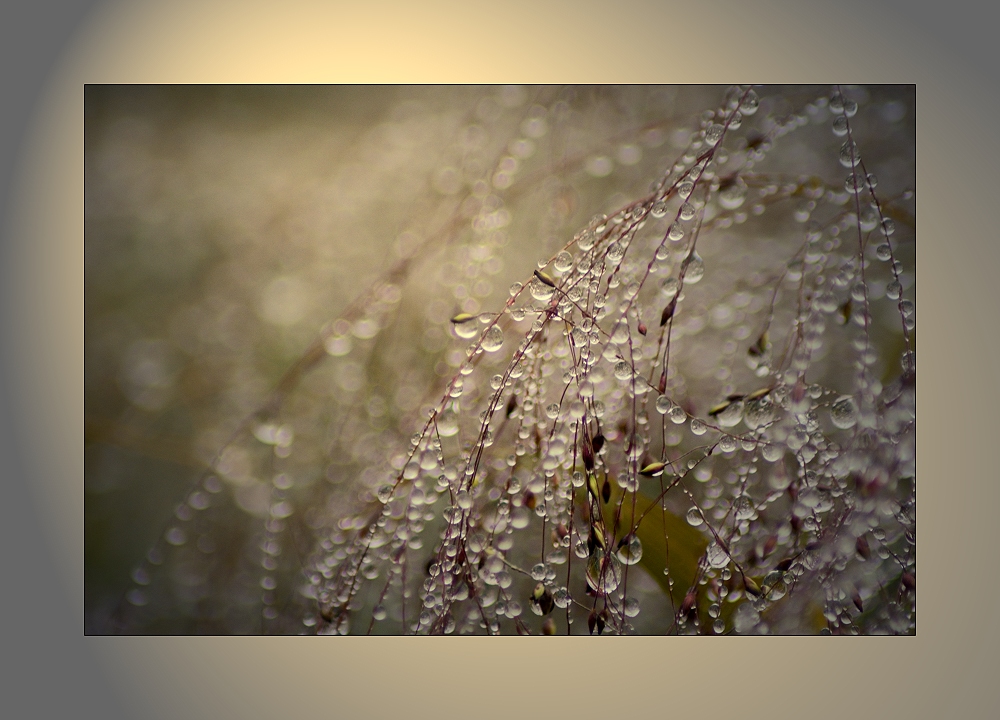 herbstlicht prunkt nicht