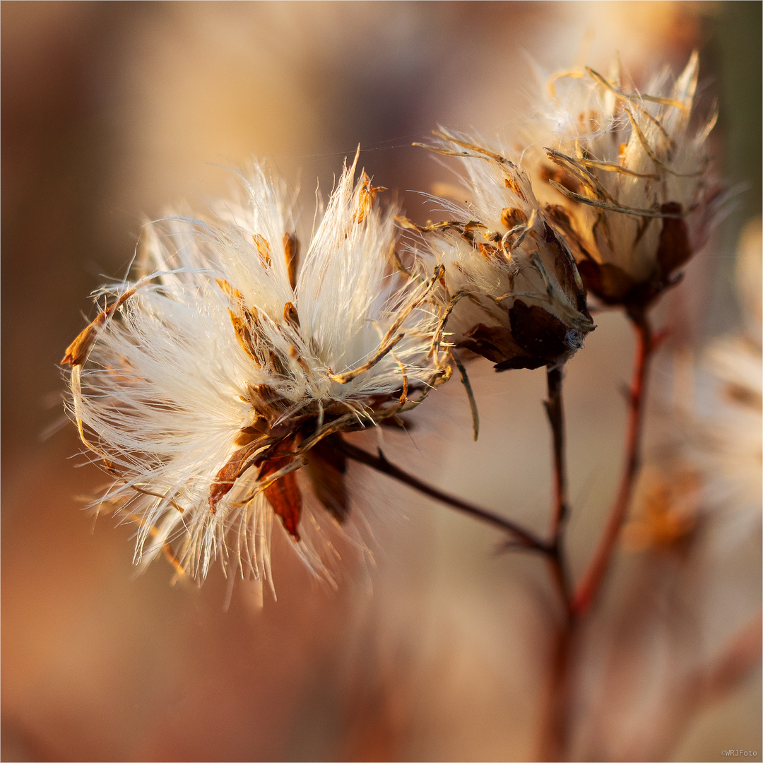 herbstlich(t) reloaded