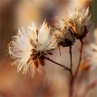 herbstlich(t) reloaded