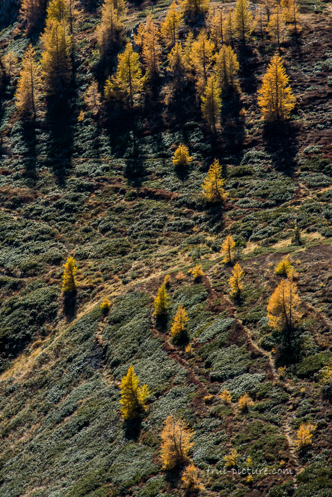 Herbstlicht (Südtirol-Italien)