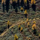 Herbstlicht (Südtirol-Italien)