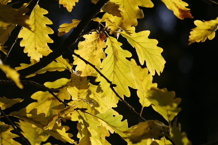 Herbstlicht über´m Blätterdach