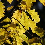 Herbstlicht über´m Blätterdach