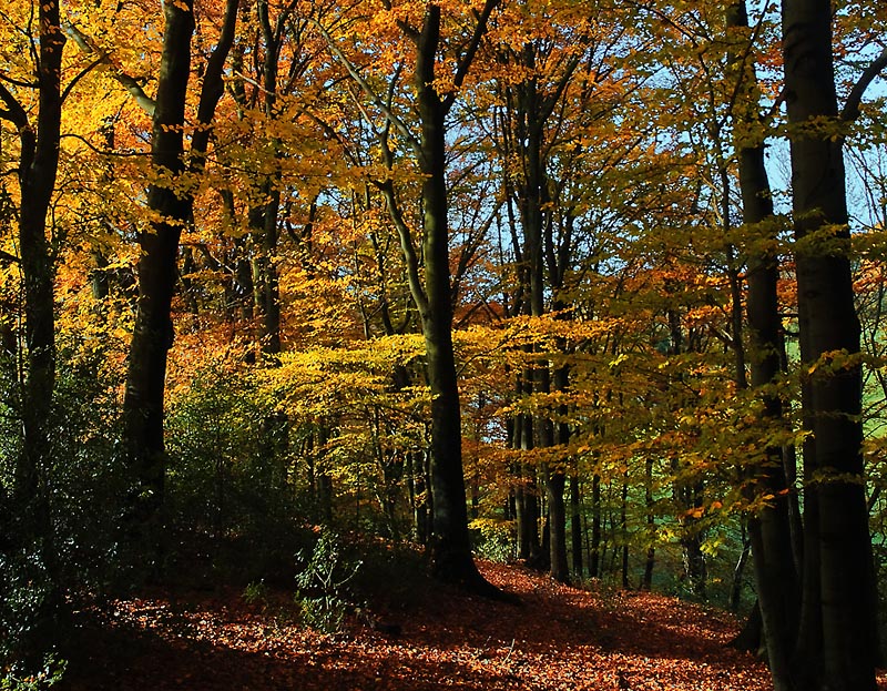 Herbstlicht und seine Farben