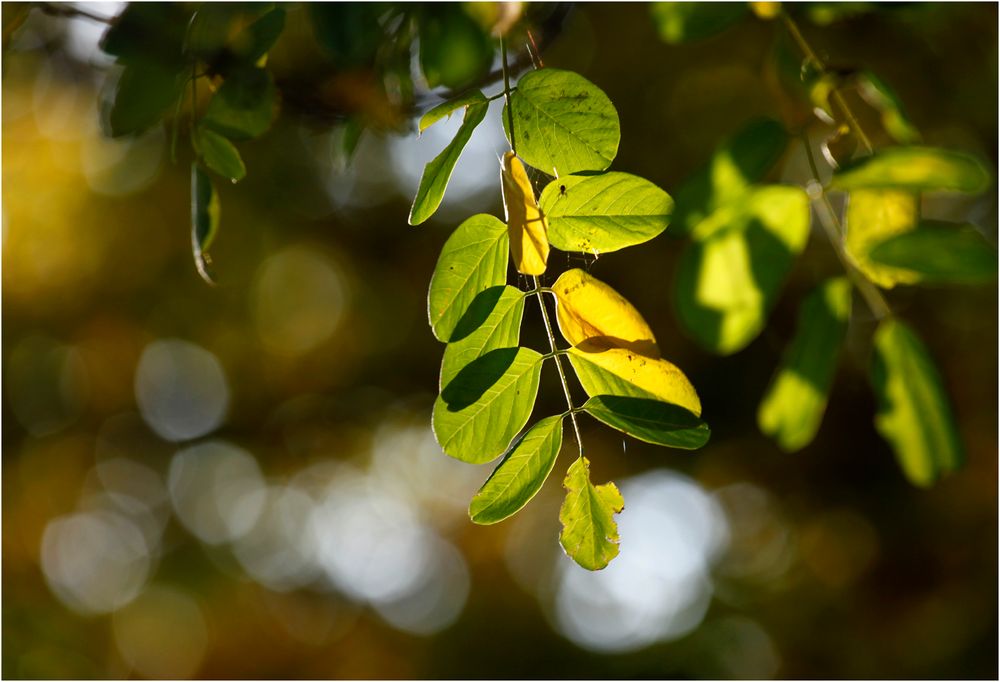 Herbstlicht VI