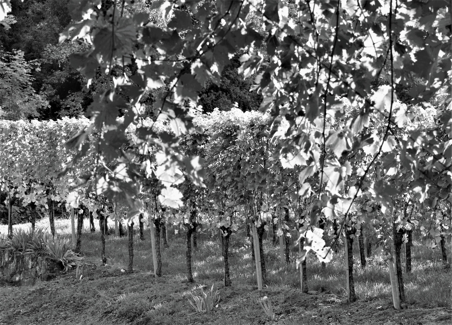 Herbstlich(t) zwischen Wein und Reben