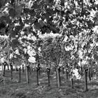 Herbstlich(t) zwischen Wein und Reben