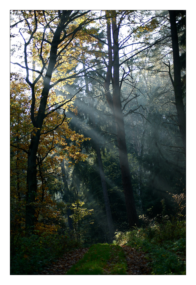 HerbstLicht/1