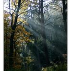 HerbstLicht/1